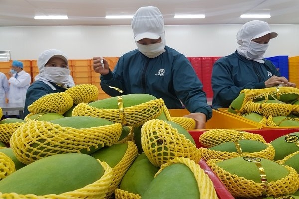 Quy cách đóng gói trái cây xuất khẩu
